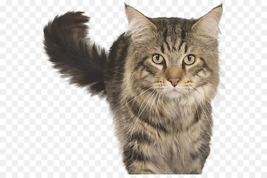 Gato Gris，Gato PNG