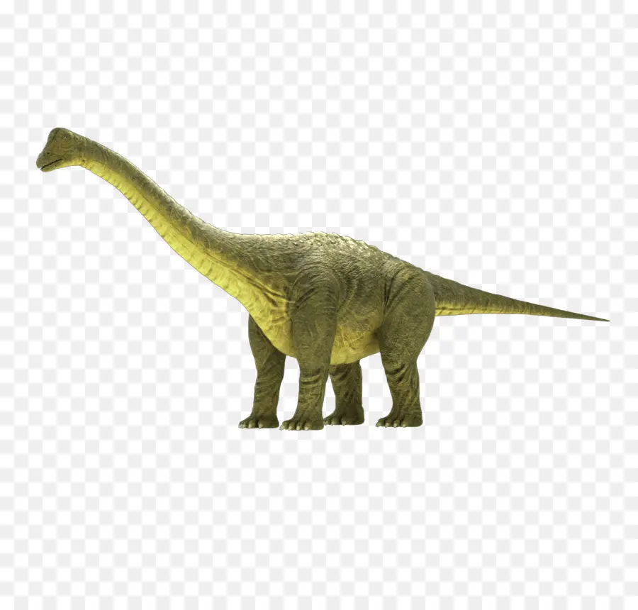 Brontosaurus，Apatosauro PNG