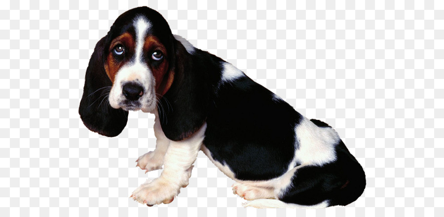 Sabueso，Perro PNG