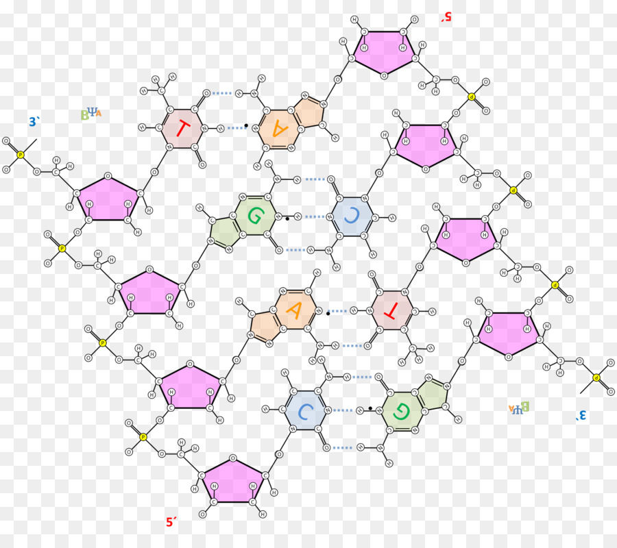 Doble Hélice De Una Cuenta Personal Del Descubrimiento De La Estructura Del Adn，Adn PNG