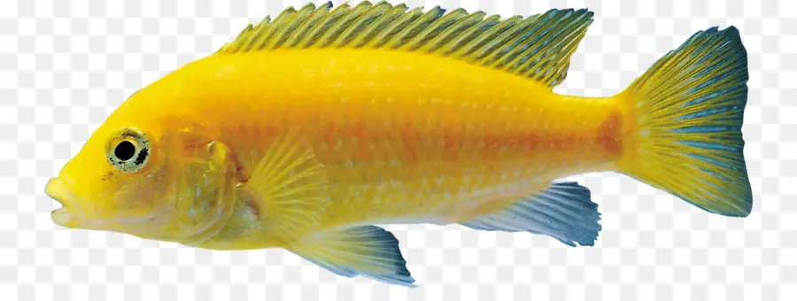 Peces De Colores，Los Peces PNG