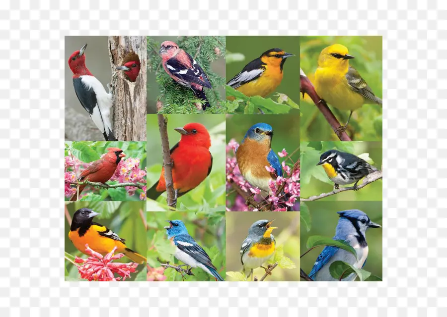 Pájaros Coloridos，Naturaleza PNG