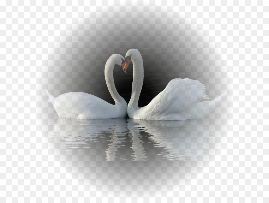 Cisnes，Agua PNG