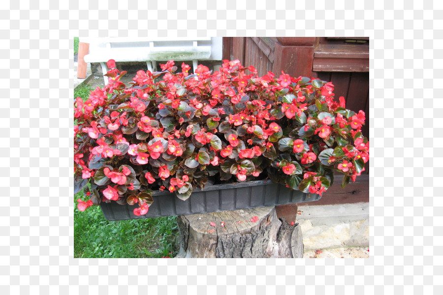 La Cera De Begonia，Planta Anual PNG