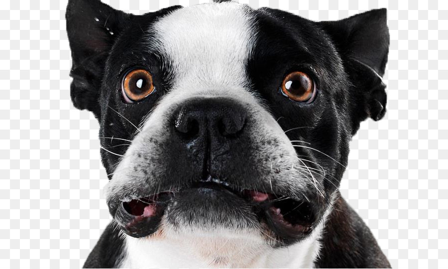 Cachorro，Boston Terrier PNG