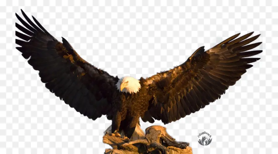 águila Calva，águilas De Filadelfia PNG