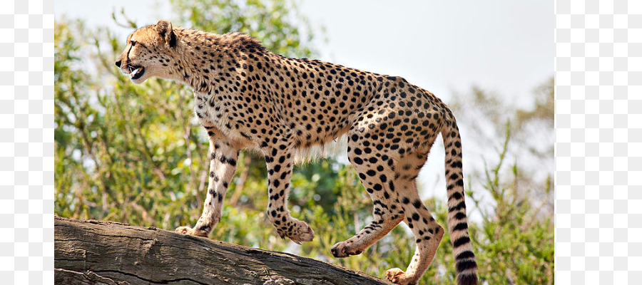 El Guepardo Asiático，Gato PNG