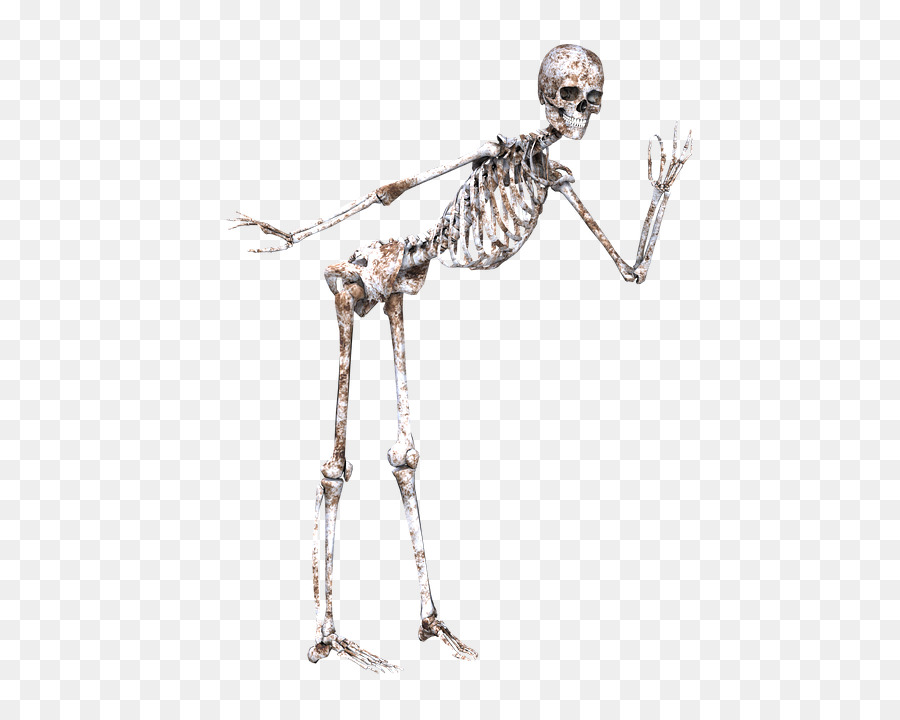 Esqueleto，Cráneo PNG
