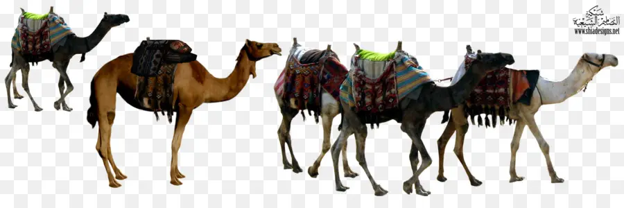 Camellos，Desierto PNG