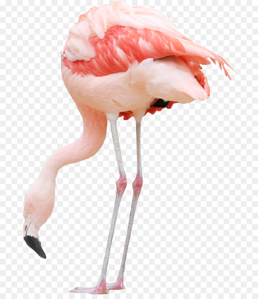 Pájaro，De Plástico Flamingo PNG