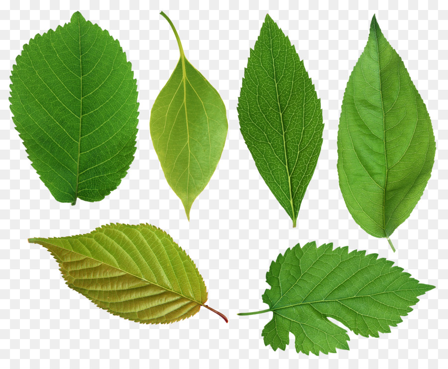 Hojas Verdes，Planta PNG