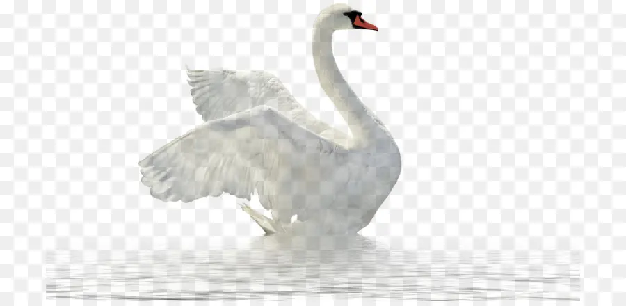 Cisne Negro，Iconos De Equipo PNG