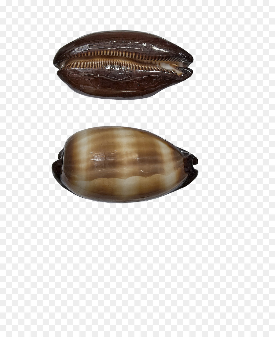 Concha，Cowrie PNG
