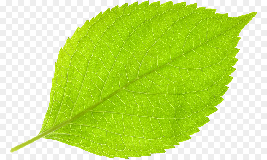 Hoja，De Hoja Caduca PNG