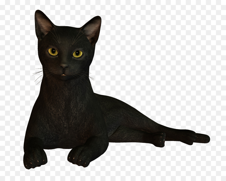 Gato Negro，Animal PNG