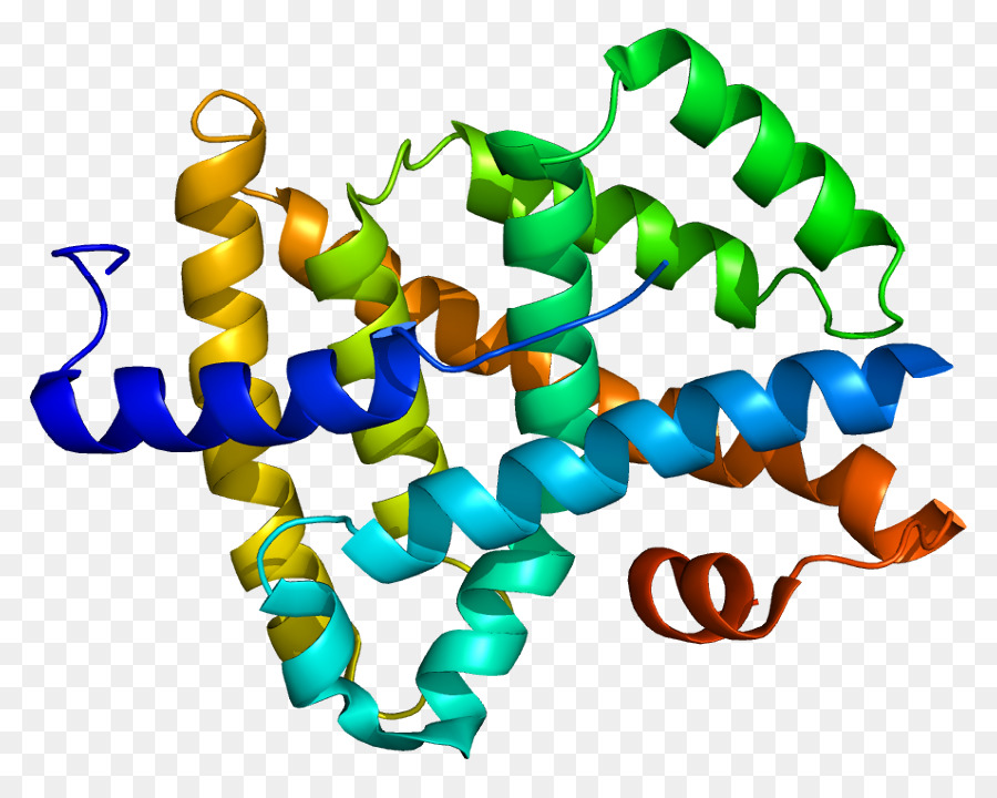 Farnesoid X Receptor，Receptor Nuclear PNG