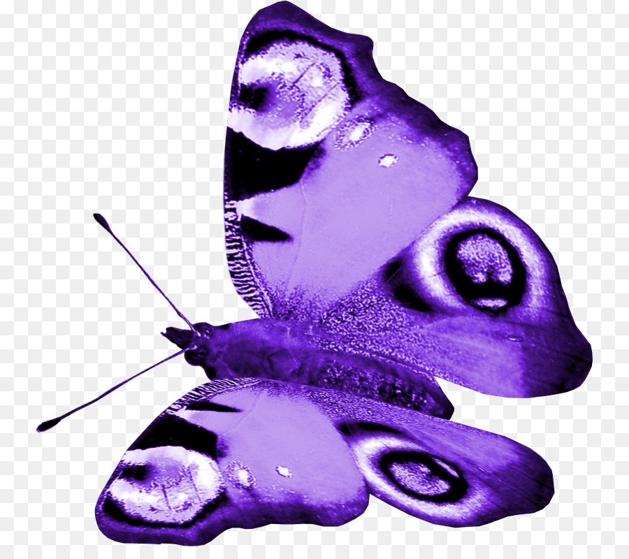 Mariposa，Púrpura PNG