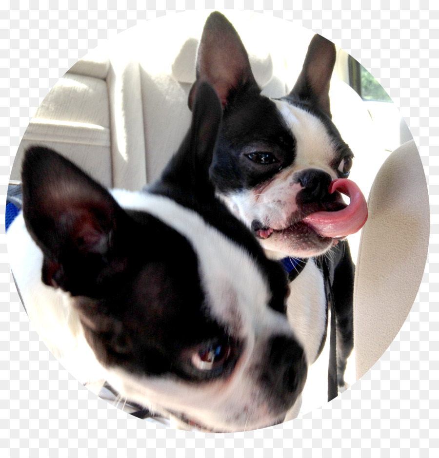 Boston Terrier，Raza De Perro PNG