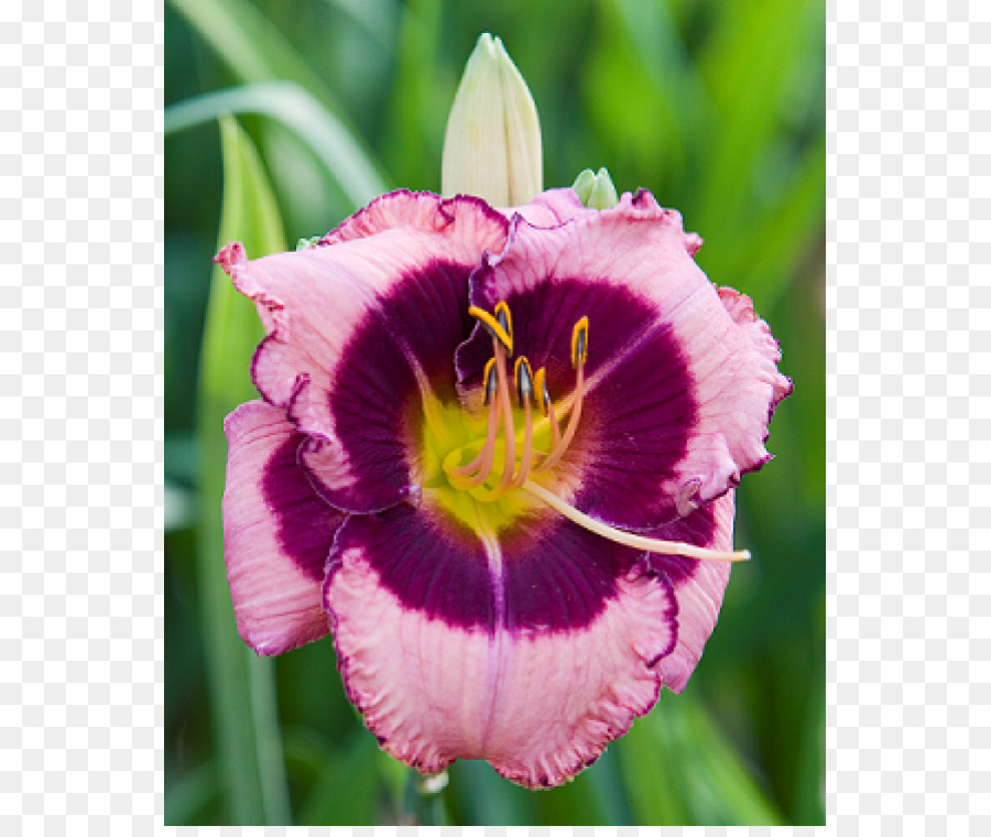 Hemerocallis，Planta Perenne PNG