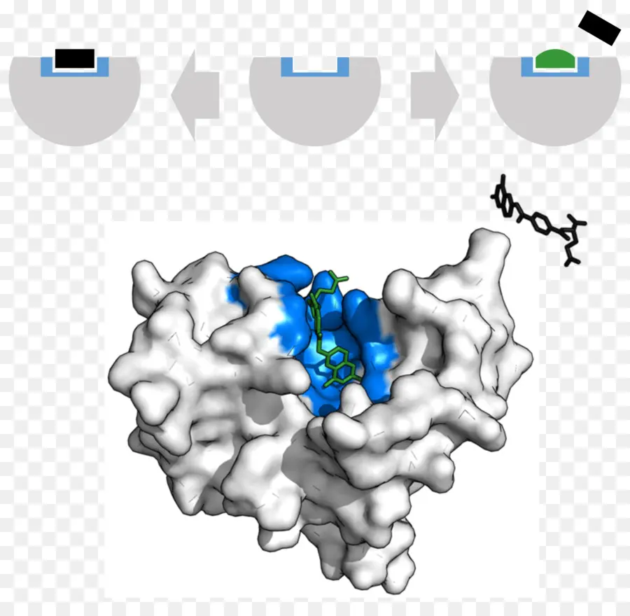 Enzima，Inhibidor De La Enzima PNG