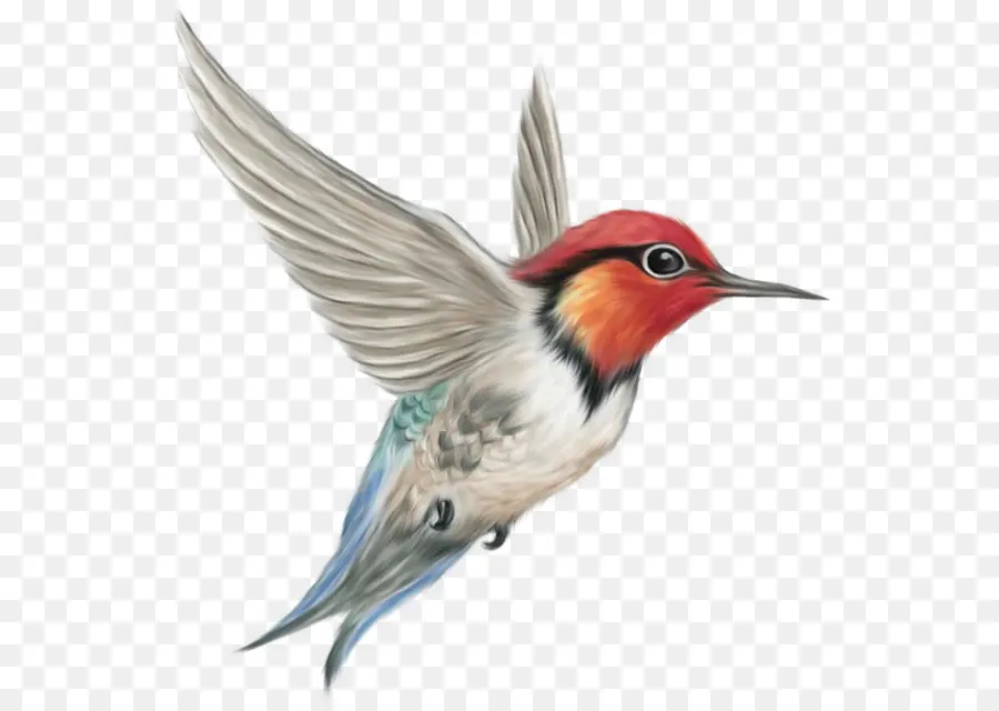 Colibrí，Vuelo PNG