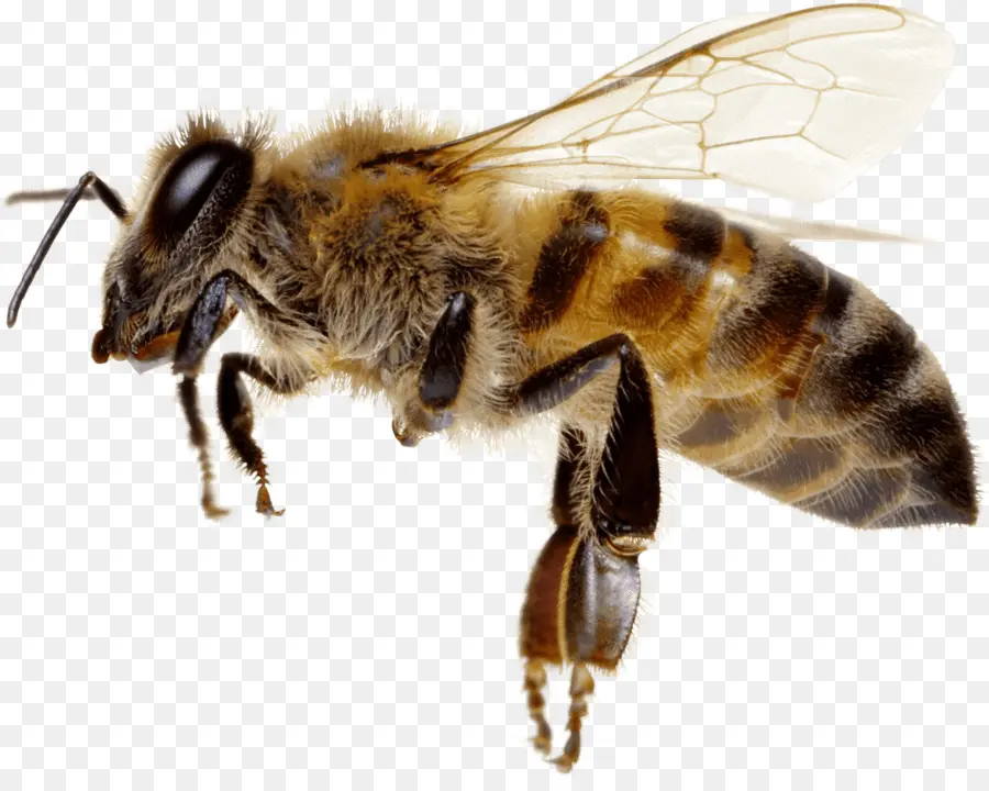 Abeja，Miel PNG