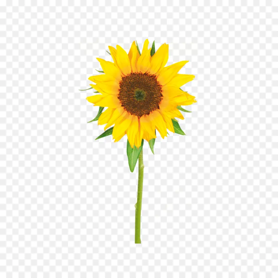 Girasol，Amarillo PNG