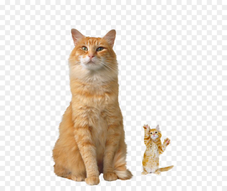 Gato，Aseo Personal PNG