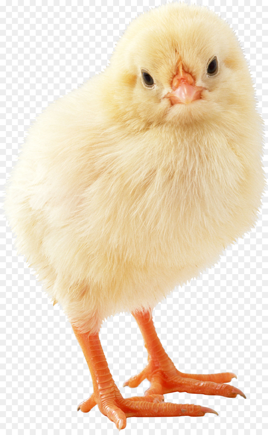 De Pollos De Engorde，Pato PNG