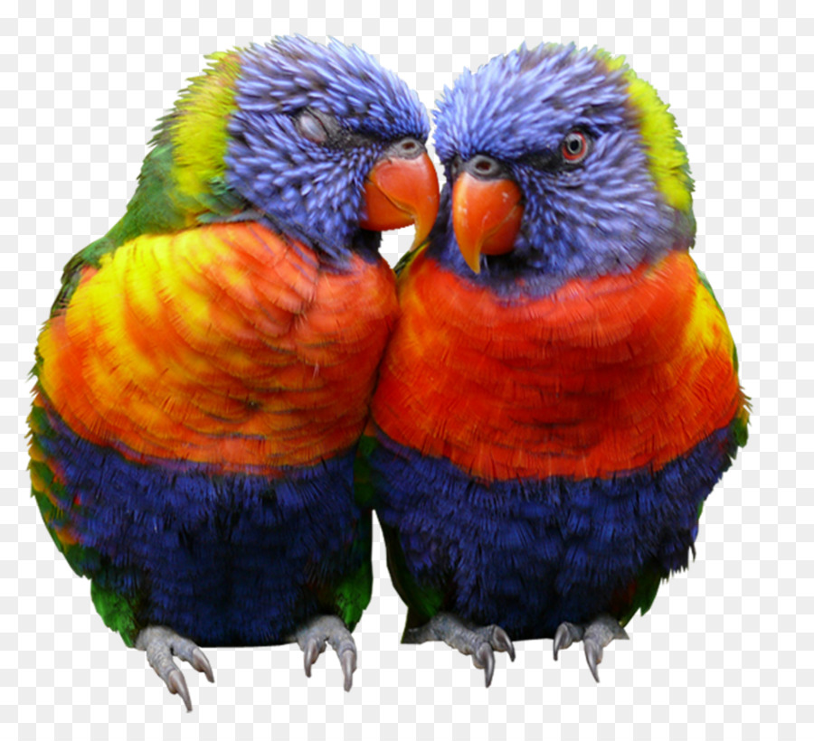 Loritos Arcoiris，Aves PNG