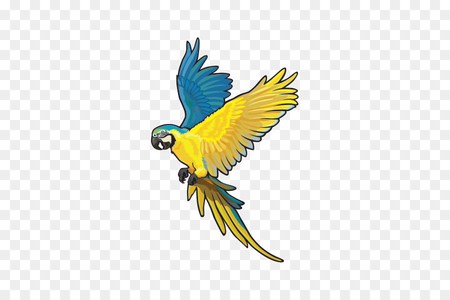 Loro Volador，Loro PNG