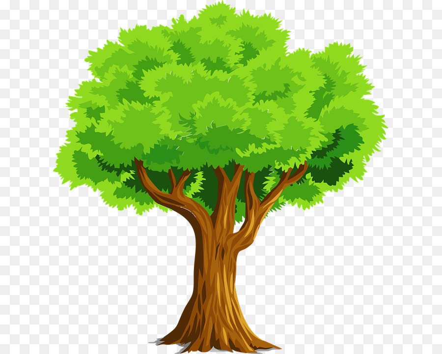 árbol，Pino PNG
