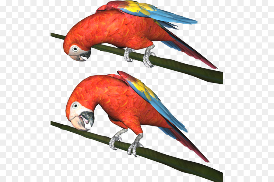 Loro Rojo，Pájaro PNG