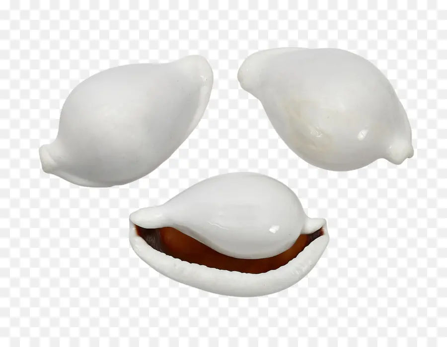 Concha，Adivinar Con Caracoles PNG