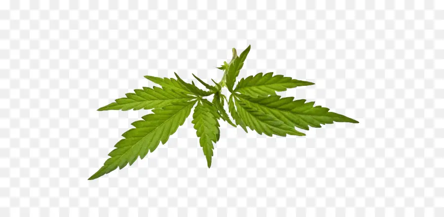 El Cannabis，Conjunto PNG