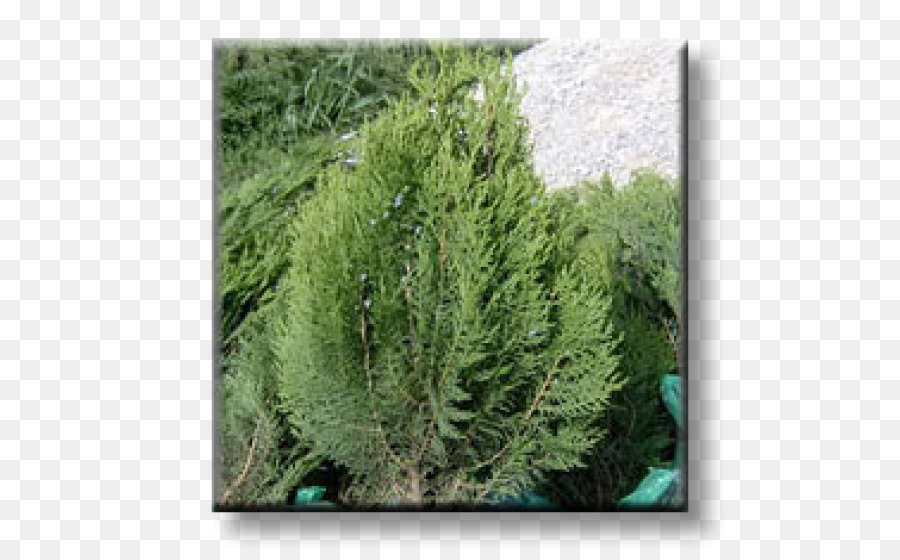 Juniper，Arborvitae PNG