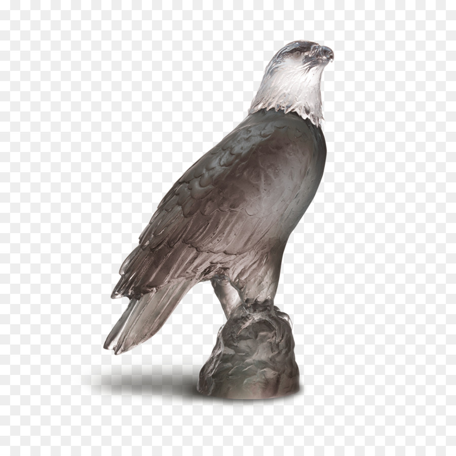 águila，Daum PNG