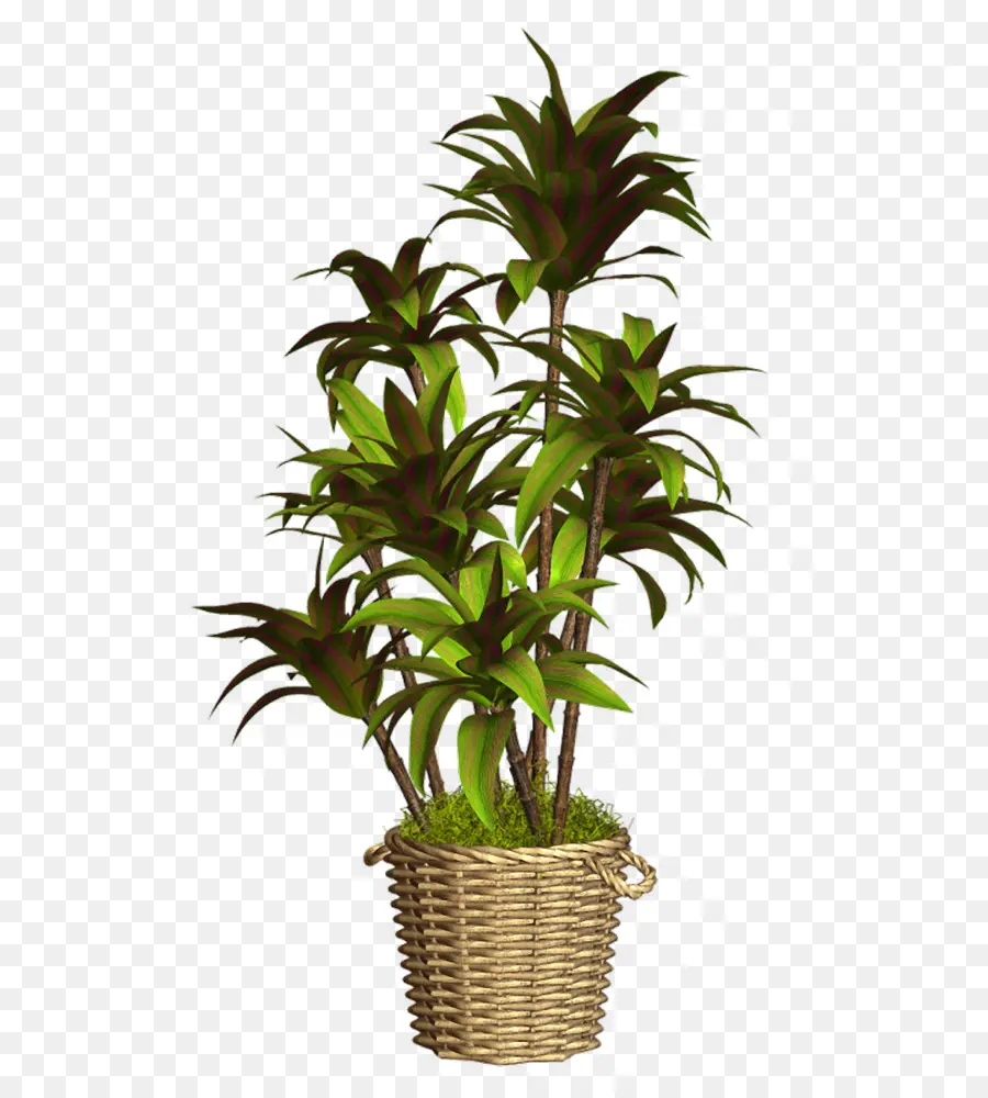 Maceta，Planta PNG