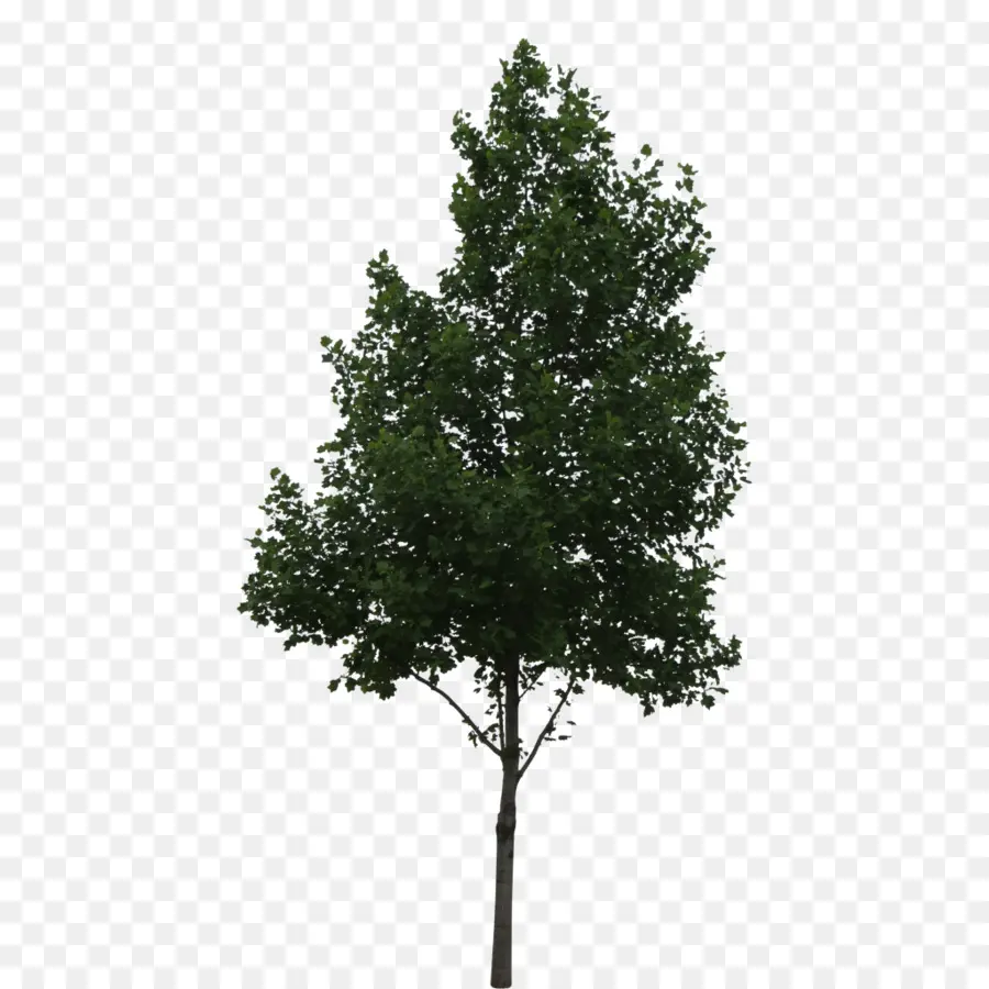 árbol，La Arquitectura PNG