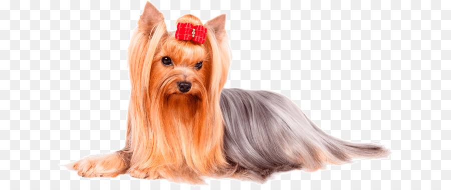 Yorkshire Terrier，Glen Of Imaal Terrier PNG