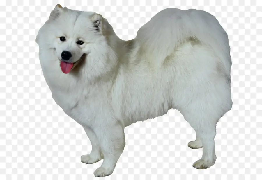 Perro Samoyedo，Perro Dálmata PNG