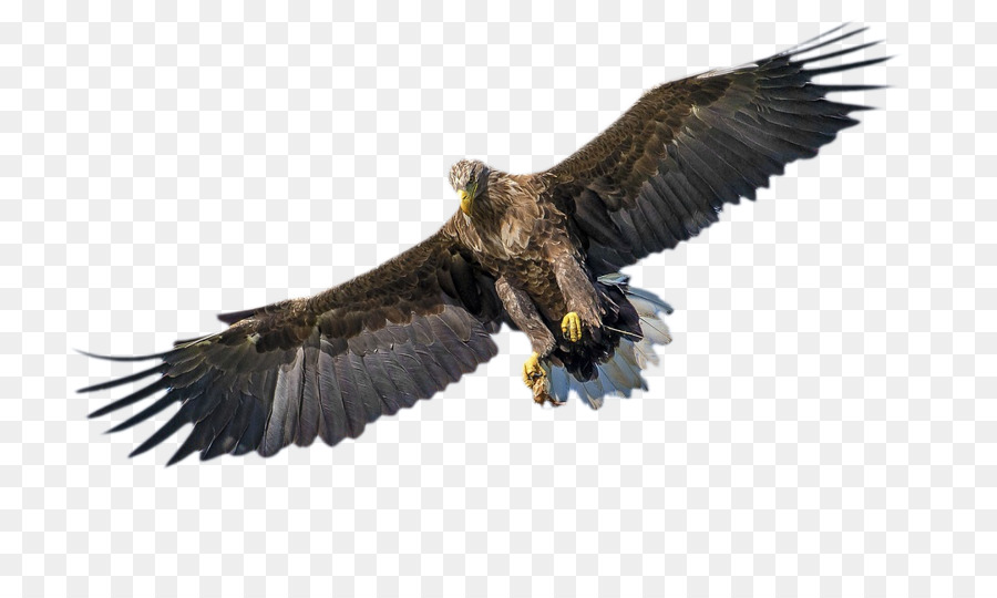 Pájaro，águila Calva PNG