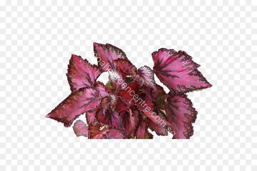 Paintedleaf Begonia，Hoja PNG