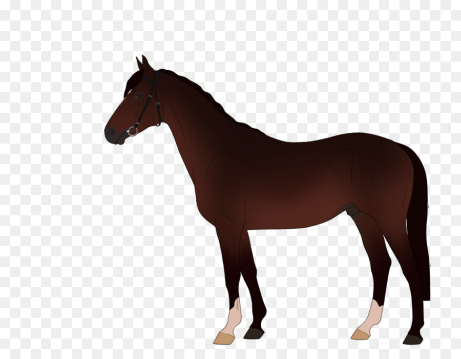 Caballo，Pony PNG