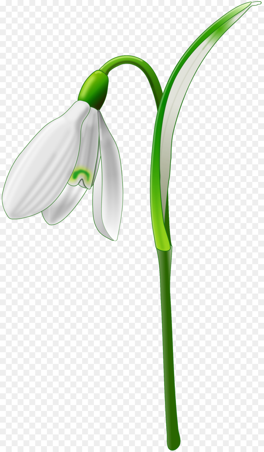 Galanthus Nivalis，Flor PNG