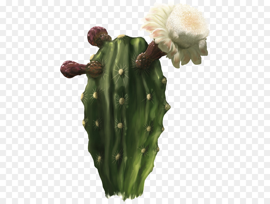 San Pedro Cactus，Berbería PNG