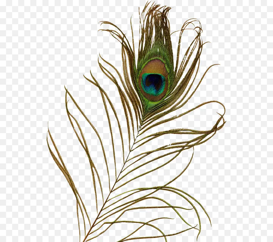 Pluma De Pavo Real，Pavo Real PNG