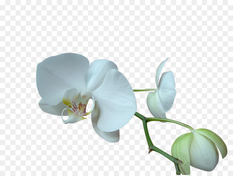 La Polilla De Las Orquídeas，Blog PNG