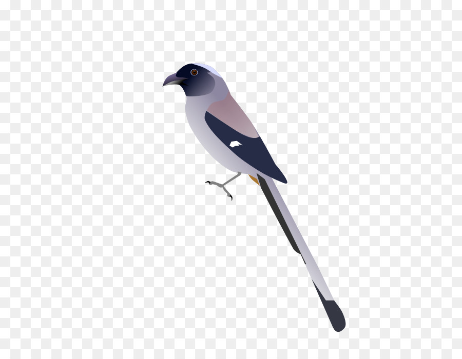 Pájaro，Pluma PNG