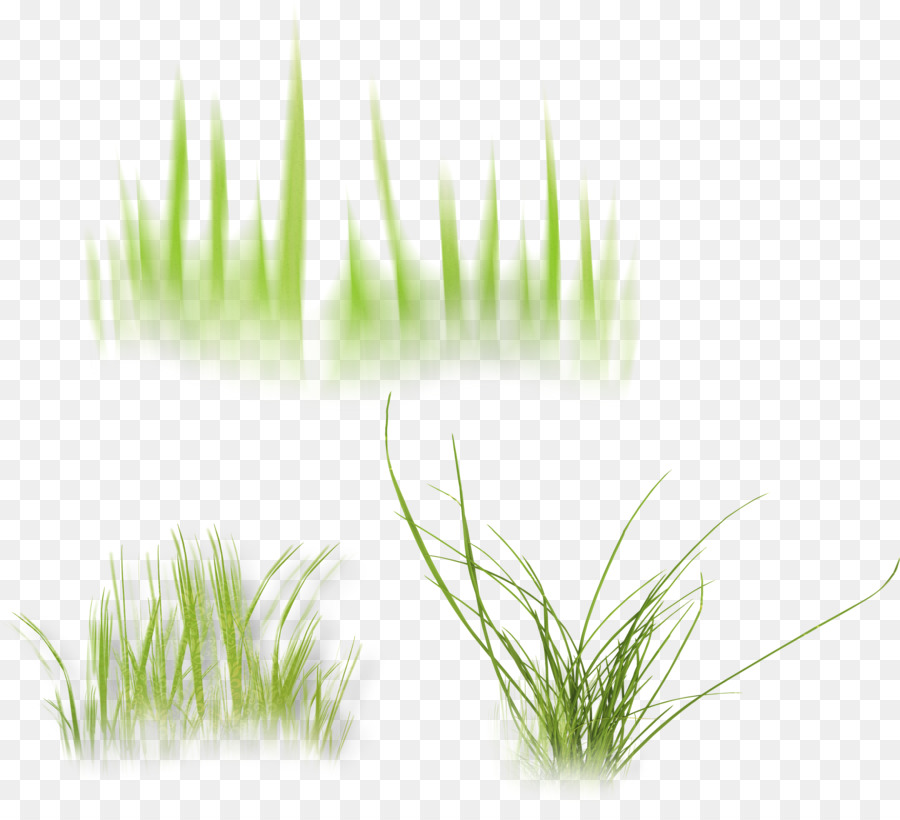 Wheatgrass，Vetiver PNG